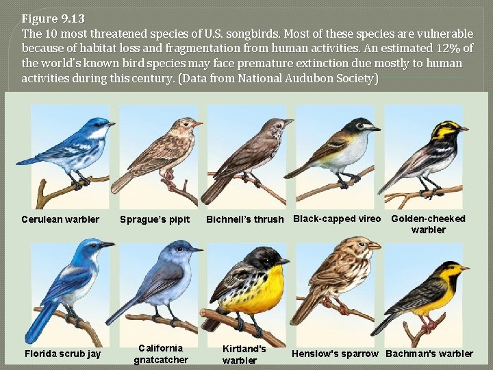 Figure 9. 13 The 10 most threatened species of U. S. songbirds. Most of