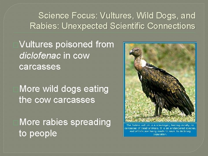 Science Focus: Vultures, Wild Dogs, and Rabies: Unexpected Scientific Connections �Vultures poisoned from diclofenac