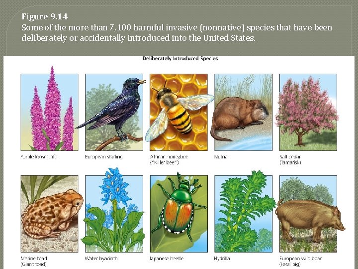 Figure 9. 14 Some of the more than 7, 100 harmful invasive (nonnative) species