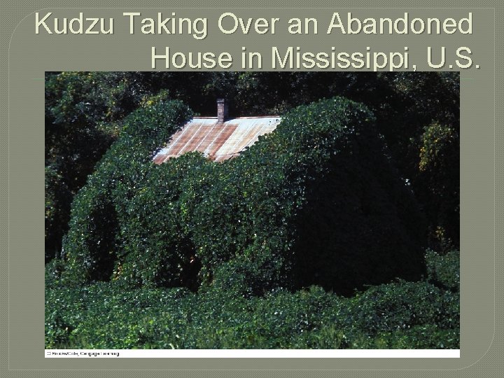 Kudzu Taking Over an Abandoned House in Mississippi, U. S. 