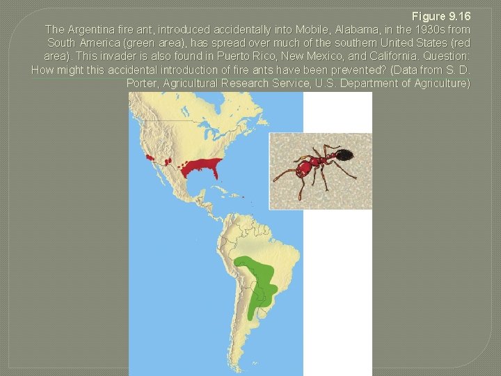 Figure 9. 16 The Argentina fire ant, introduced accidentally into Mobile, Alabama, in the