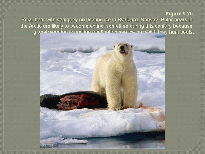 Figure 9. 20 Polar bear with seal prey on floating ice in Svalbard, Norway.