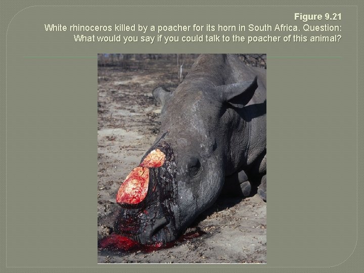 Figure 9. 21 White rhinoceros killed by a poacher for its horn in South