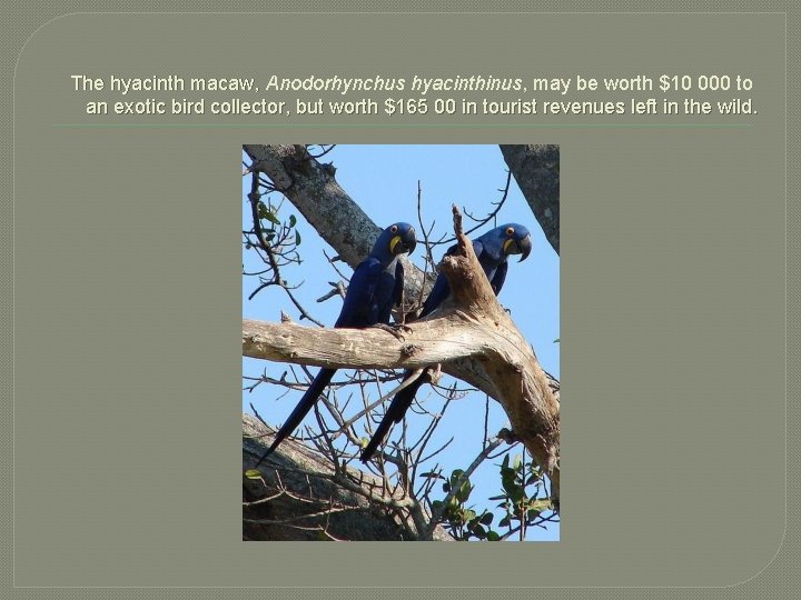 The hyacinth macaw, Anodorhynchus hyacinthinus, may be worth $10 000 to an exotic bird