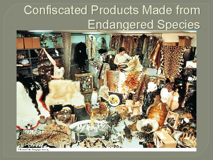 Confiscated Products Made from Endangered Species 