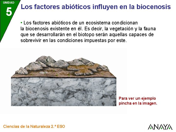 UNIDAD 5 Los factores abióticos influyen en la biocenosis • Los factores abióticos de