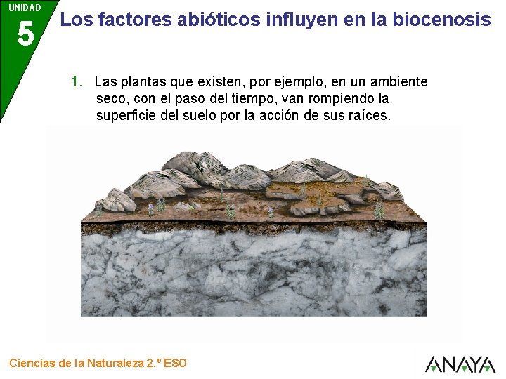 UNIDAD 5 Los factores abióticos influyen en la biocenosis 1. Las plantas que existen,