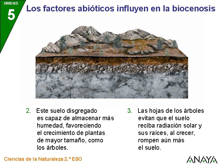 UNIDAD 5 Los factores abióticos influyen en la biocenosis 2. Este suelo disgregado es