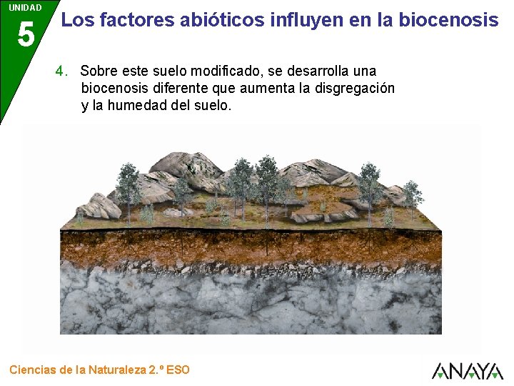 UNIDAD 5 Los factores abióticos influyen en la biocenosis 4. Sobre este suelo modificado,