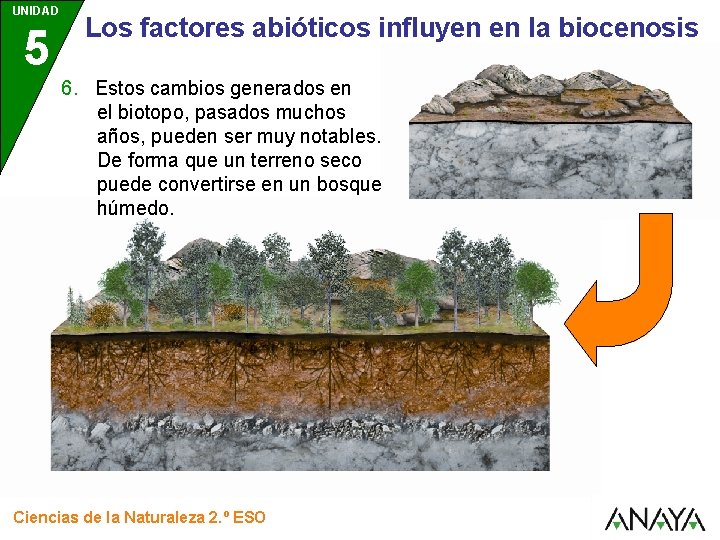 UNIDAD 5 Los factores abióticos influyen en la biocenosis 6. Estos cambios generados en