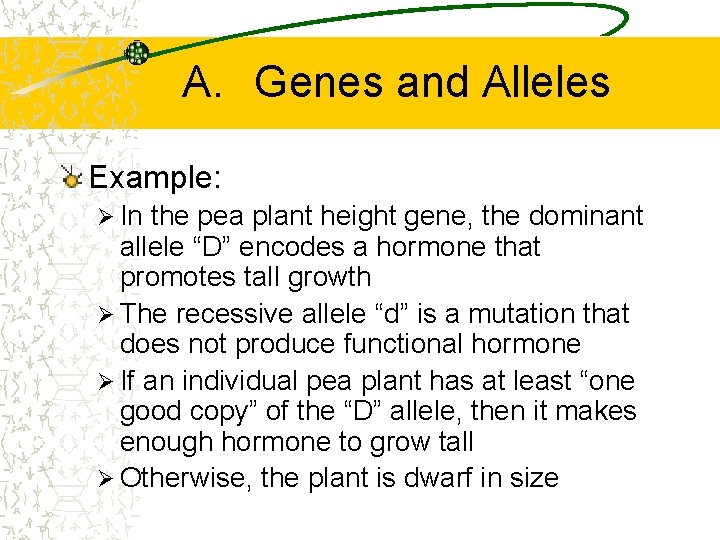 A. Genes and Alleles Example: Ø In the pea plant height gene, the dominant