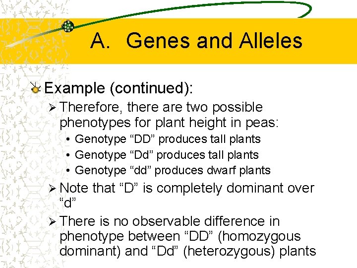 A. Genes and Alleles Example (continued): Ø Therefore, there are two possible phenotypes for