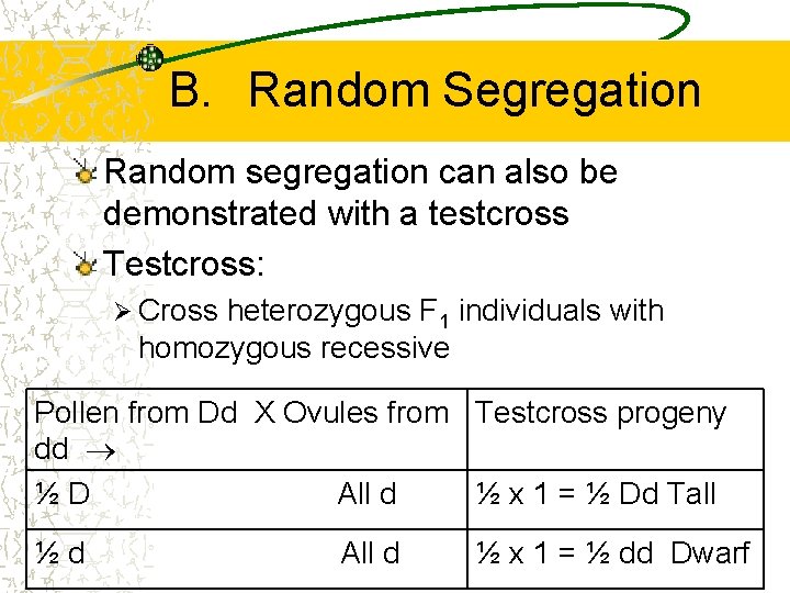 B. Random Segregation Random segregation can also be demonstrated with a testcross Testcross: Ø