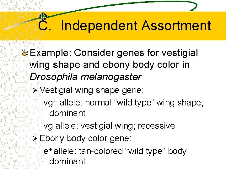 C. Independent Assortment Example: Consider genes for vestigial wing shape and ebony body color