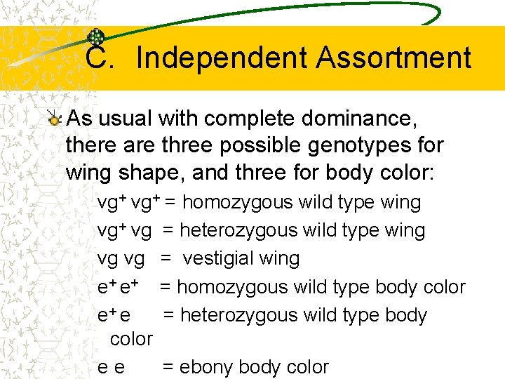 C. Independent Assortment As usual with complete dominance, there are three possible genotypes for