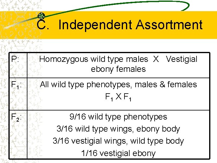 C. Independent Assortment P: Homozygous wild type males X Vestigial ebony females F 1: