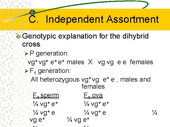 C. Independent Assortment Genotypic explanation for the dihybrid cross ØP generation: vg+ e+ e+