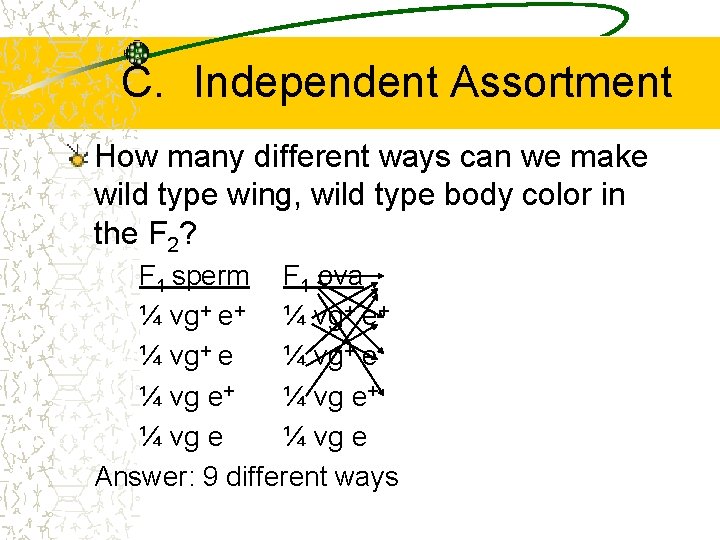 C. Independent Assortment How many different ways can we make wild type wing, wild