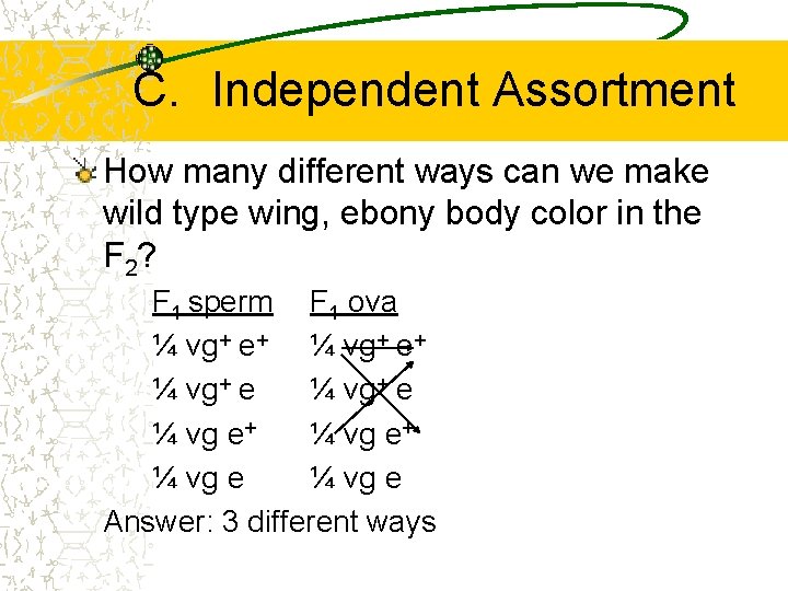 C. Independent Assortment How many different ways can we make wild type wing, ebony