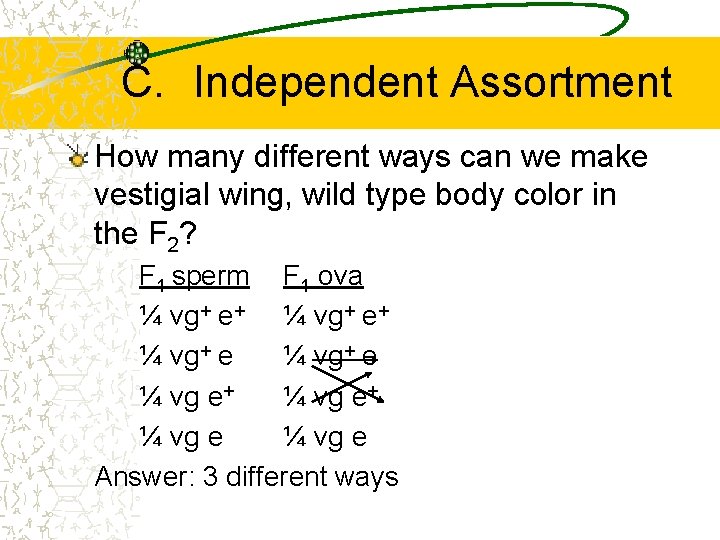 C. Independent Assortment How many different ways can we make vestigial wing, wild type