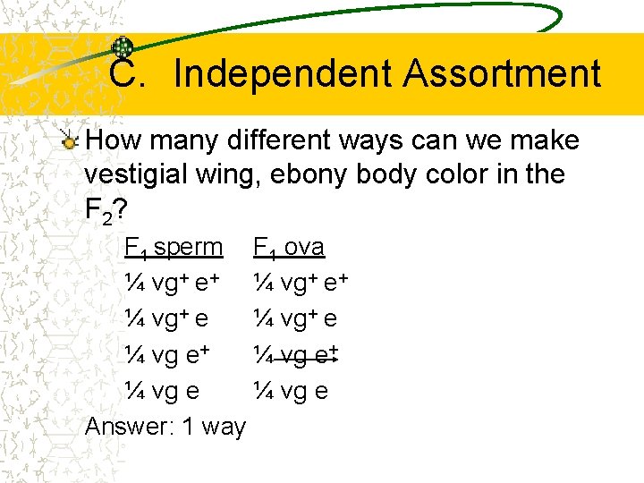 C. Independent Assortment How many different ways can we make vestigial wing, ebony body