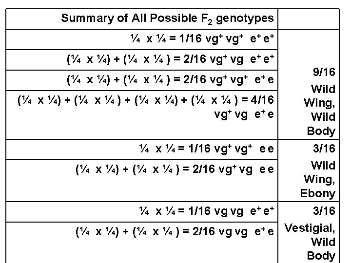 Summary of All Possible F 2 genotypes ¼ x ¼ = 1/16 vg+ e+