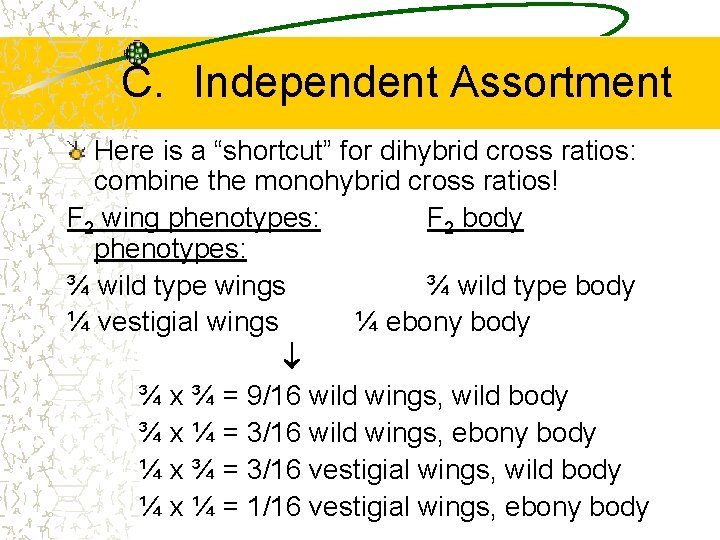 C. Independent Assortment Here is a “shortcut” for dihybrid cross ratios: combine the monohybrid