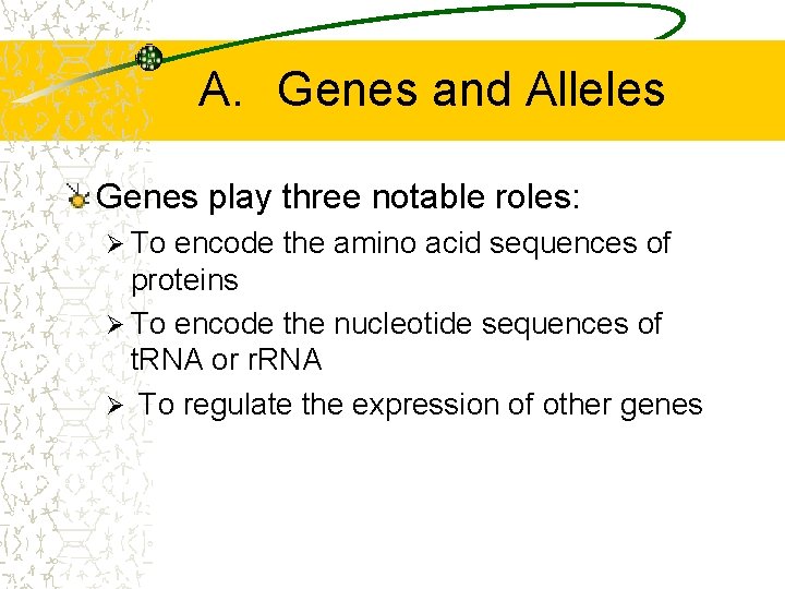 A. Genes and Alleles Genes play three notable roles: Ø To encode the amino