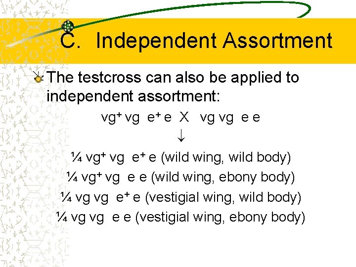 C. Independent Assortment The testcross can also be applied to independent assortment: vg+ vg