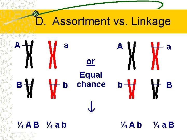 D. Assortment vs. Linkage 