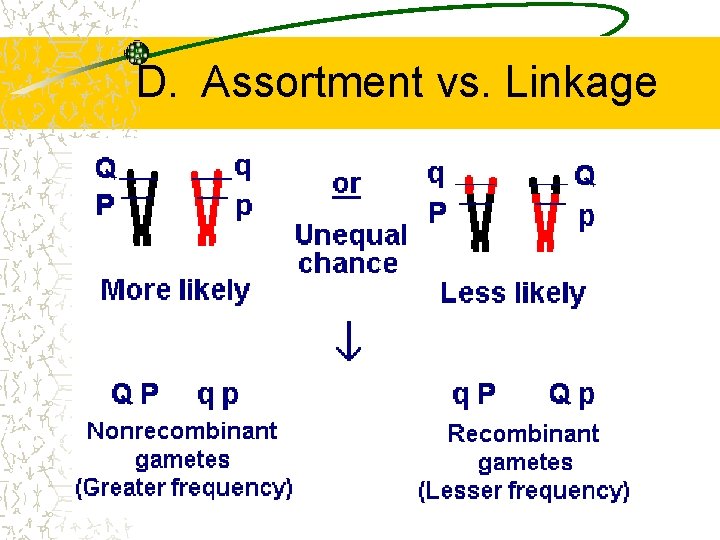 D. Assortment vs. Linkage 