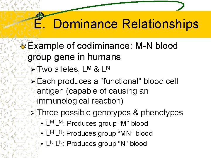 E. Dominance Relationships Example of codiminance: M-N blood group gene in humans Ø Two