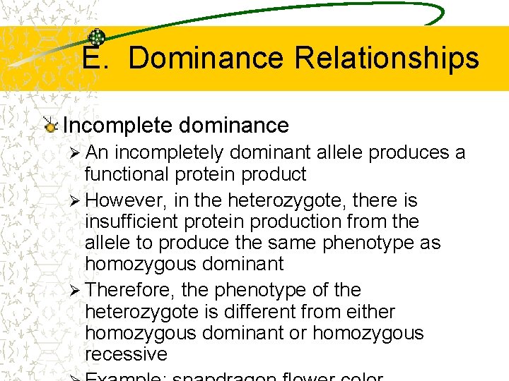 E. Dominance Relationships Incomplete dominance Ø An incompletely dominant allele produces a functional protein
