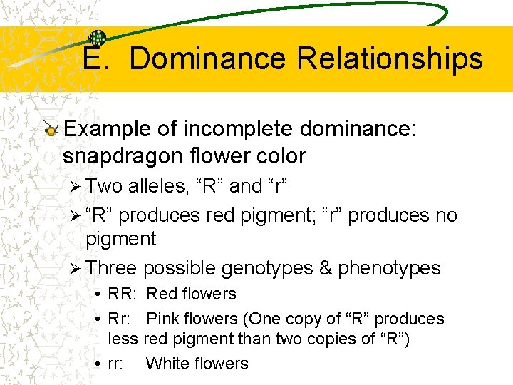 E. Dominance Relationships Example of incomplete dominance: snapdragon flower color Ø Two alleles, “R”