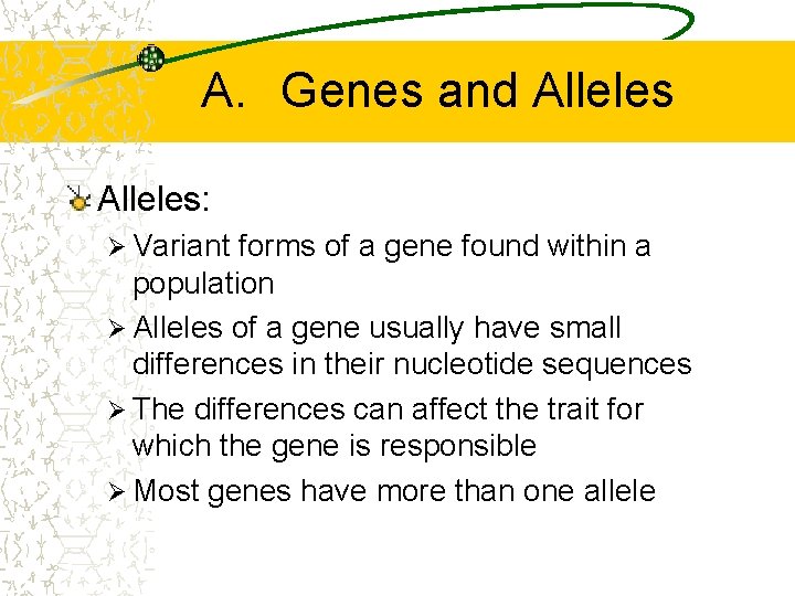 A. Genes and Alleles: Ø Variant forms of a gene found within a population