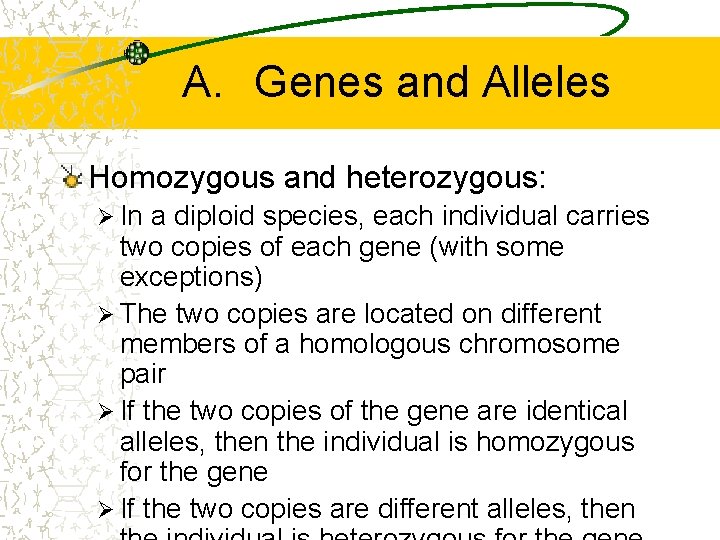 A. Genes and Alleles Homozygous and heterozygous: Ø In a diploid species, each individual