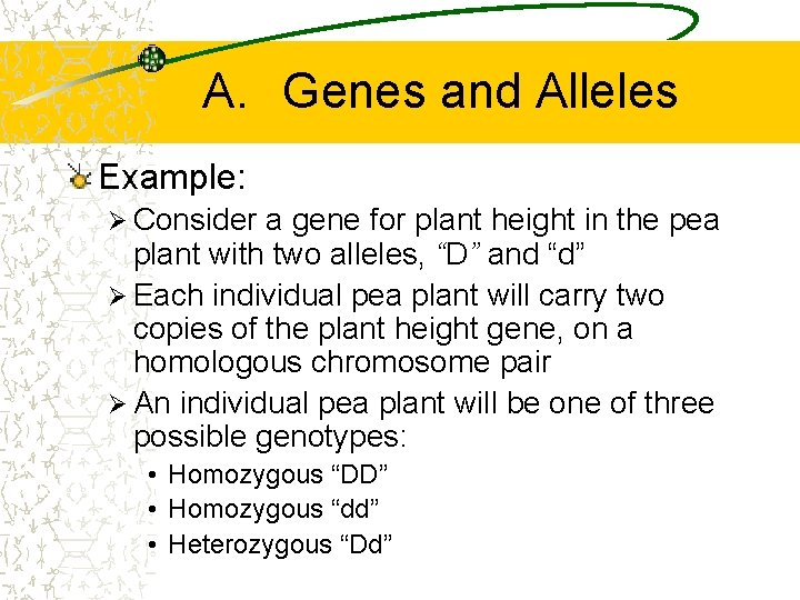 A. Genes and Alleles Example: Ø Consider a gene for plant height in the