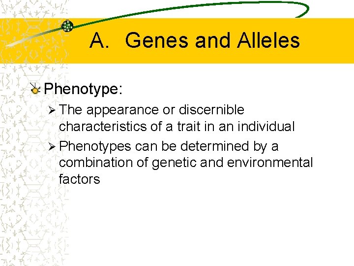 A. Genes and Alleles Phenotype: Ø The appearance or discernible characteristics of a trait