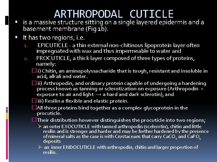 ARTHROPODAL CUTICLE is a massive structure sitting on a single layered epidermis and a