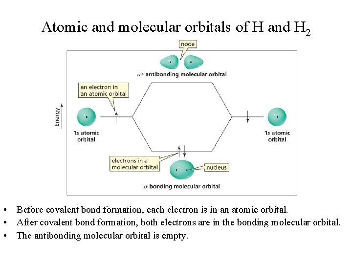 Atomic and molecular orbitals of H and H 2 • Before covalent bond formation,