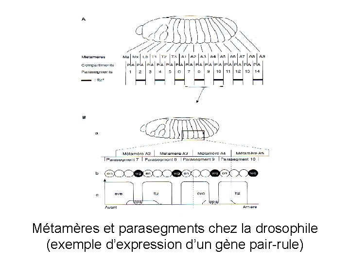 Métamères et parasegments chez la drosophile (exemple d’expression d’un gène pair-rule) 