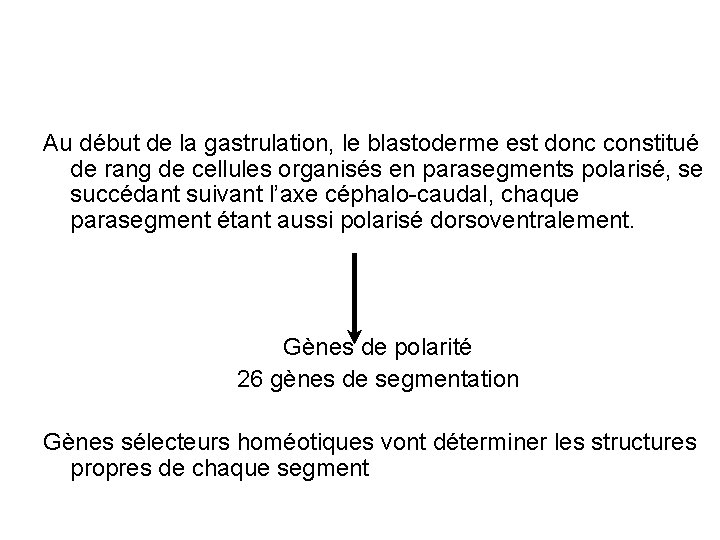 Au début de la gastrulation, le blastoderme est donc constitué de rang de cellules