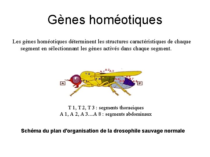 Gènes homéotiques Les gènes homéotiques déterminent les structures caractéristiques de chaque segment en sélectionnant
