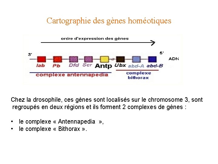 Cartographie des gènes homéotiques Chez la drosophile, ces gènes sont localisés sur le chromosome