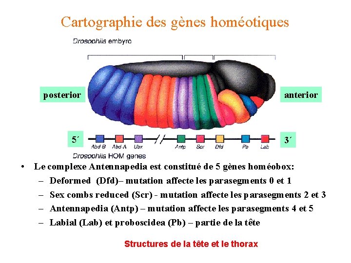 Cartographie des gènes homéotiques posterior anterior 5´ 3´ • Le complexe Antennapedia est constitué