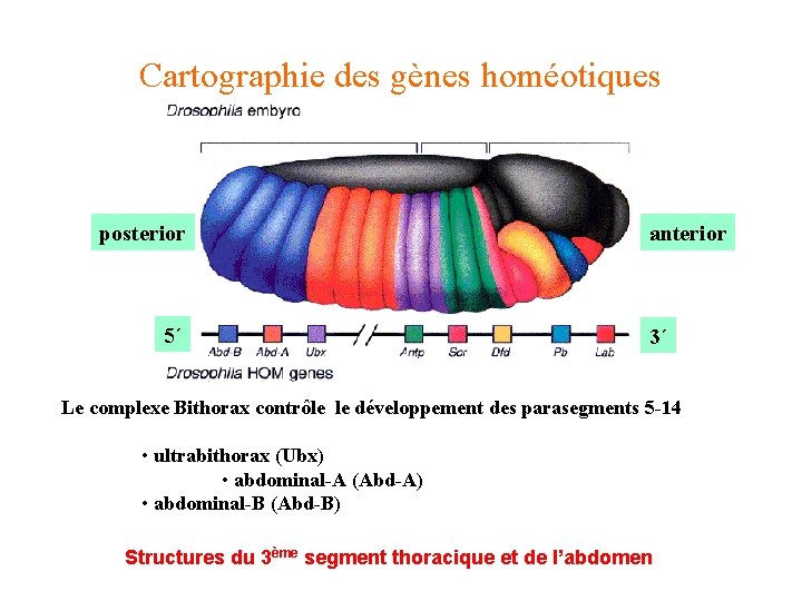 Cartographie des gènes homéotiques posterior 5´ anterior 3´ Le complexe Bithorax contrôle le développement