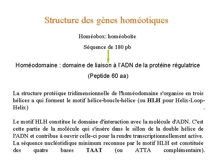 Structure des gènes homéotiques Homéobox: homéoboîte Séquence de 180 pb Homéodomaine : domaine de