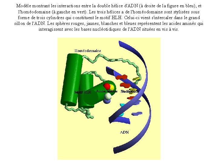 Modèle montrant les interactions entre la double hélice d'ADN (à droite de la figure