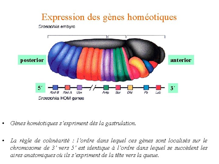 Expression des gènes homéotiques posterior 5´ anterior 3´ • Gènes homéotiques s’expriment dés la