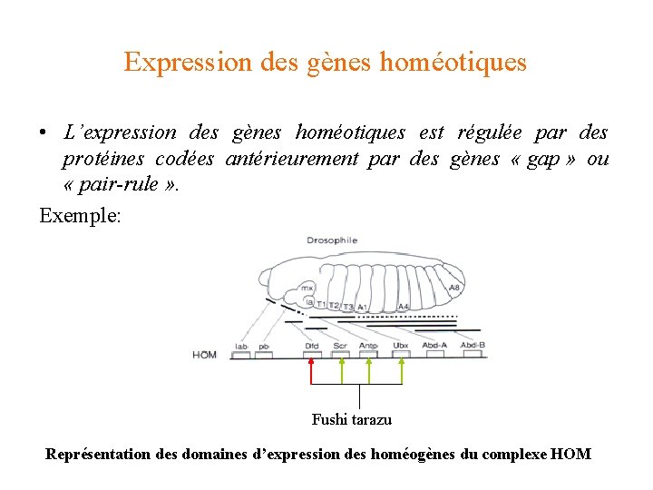 Expression des gènes homéotiques • L’expression des gènes homéotiques est régulée par des protéines